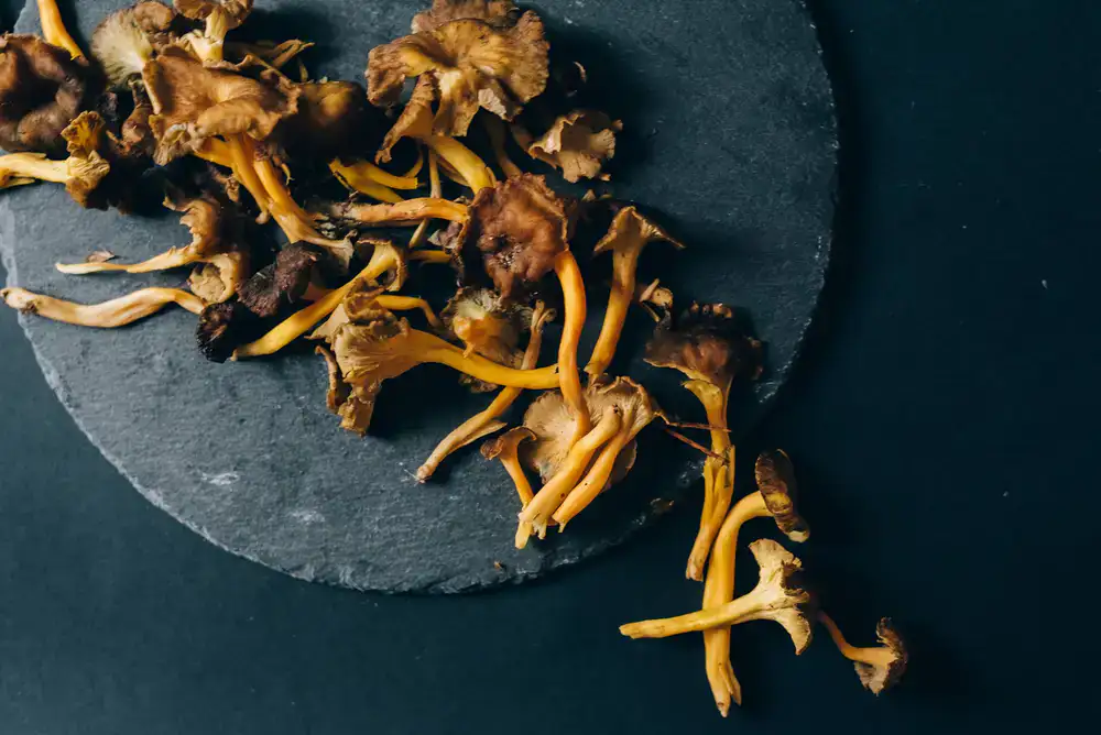 Freshly harvested gourmet mushrooms arranged on a clean slate
