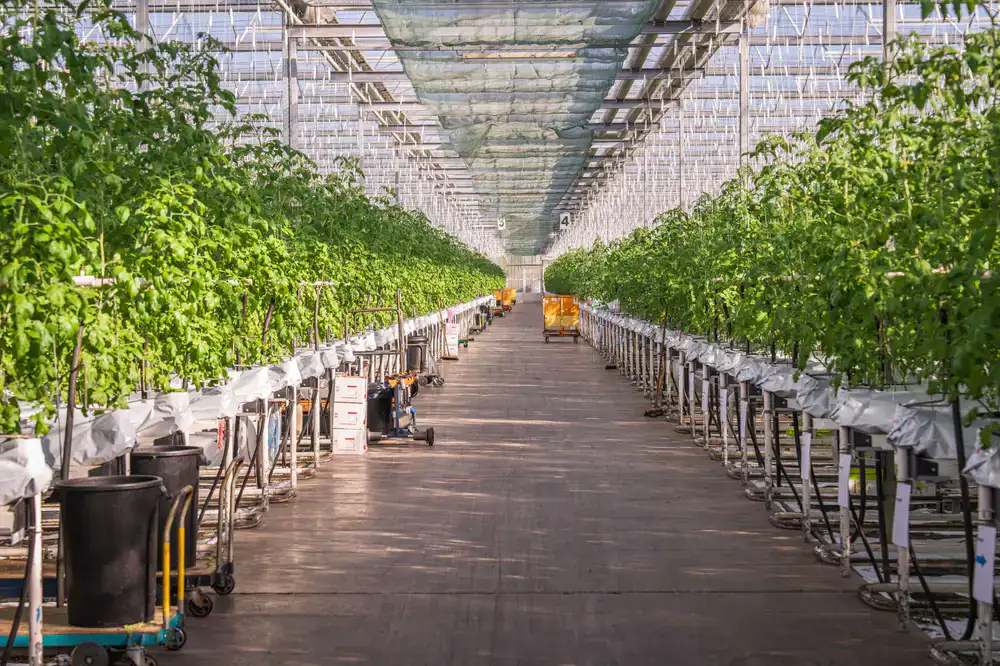 Rows of mushroom growing racks inside the controlled indoor farm