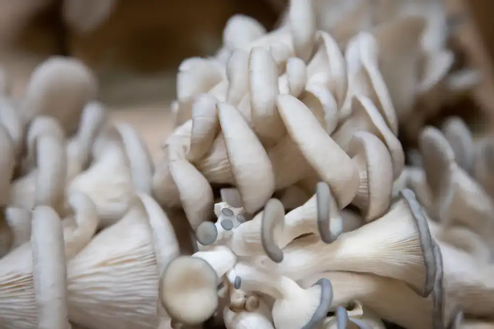 Fresh oyster mushrooms emerging from a home cultivation box