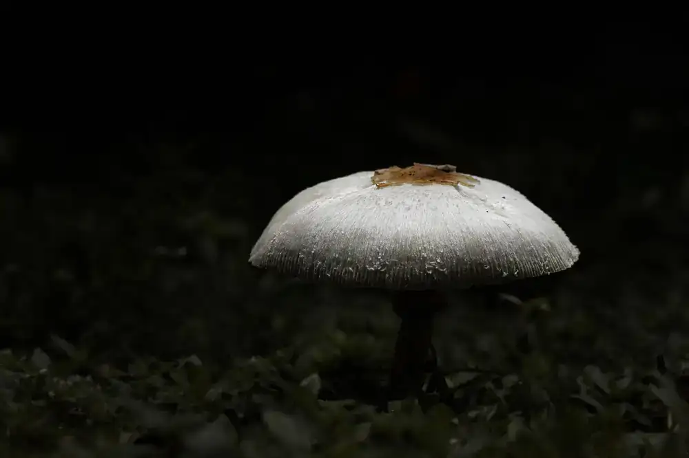 Close up of misting a mushroom grow block