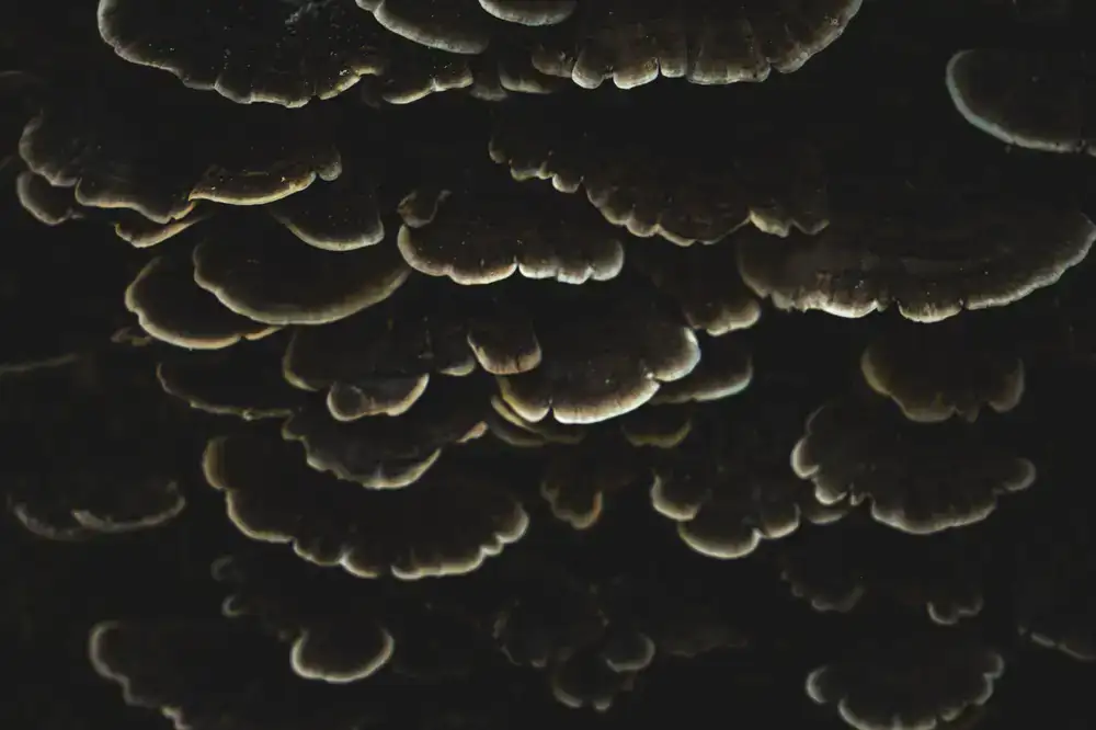 Harvesting a cluster of mature mushrooms
