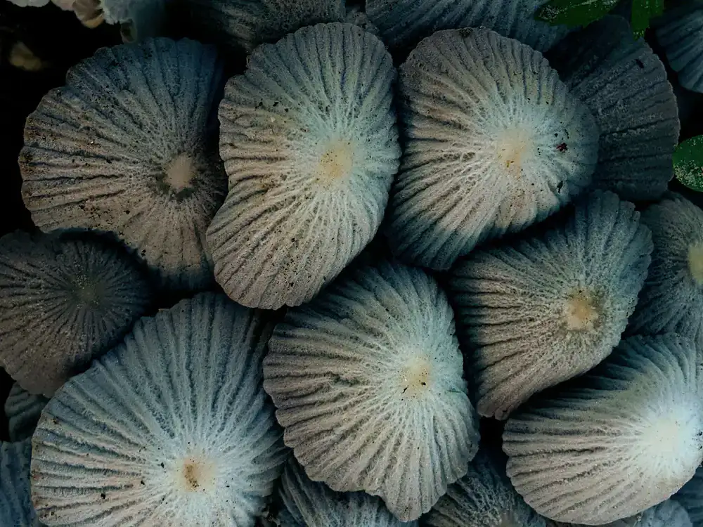 Close up macro shot of fresh blue oyster mushrooms