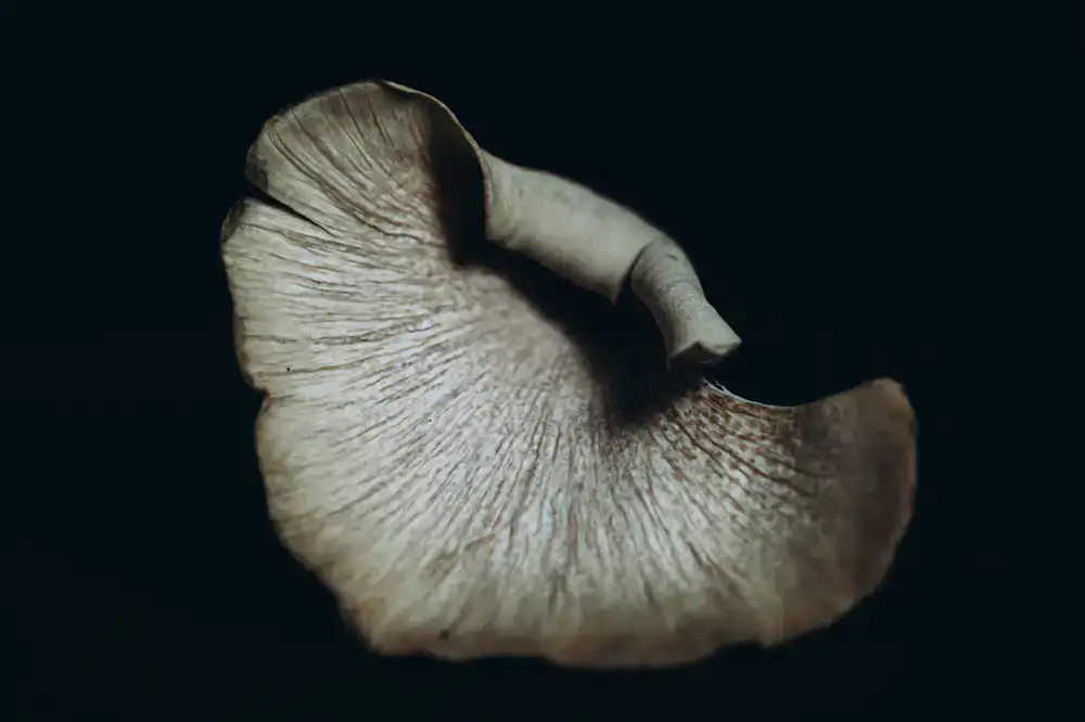 Moody macro shot of oyster mushrooms growing in an urban farm environment