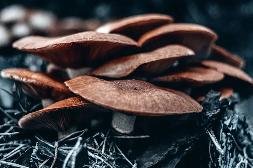 Shiitake mushroom grow kit