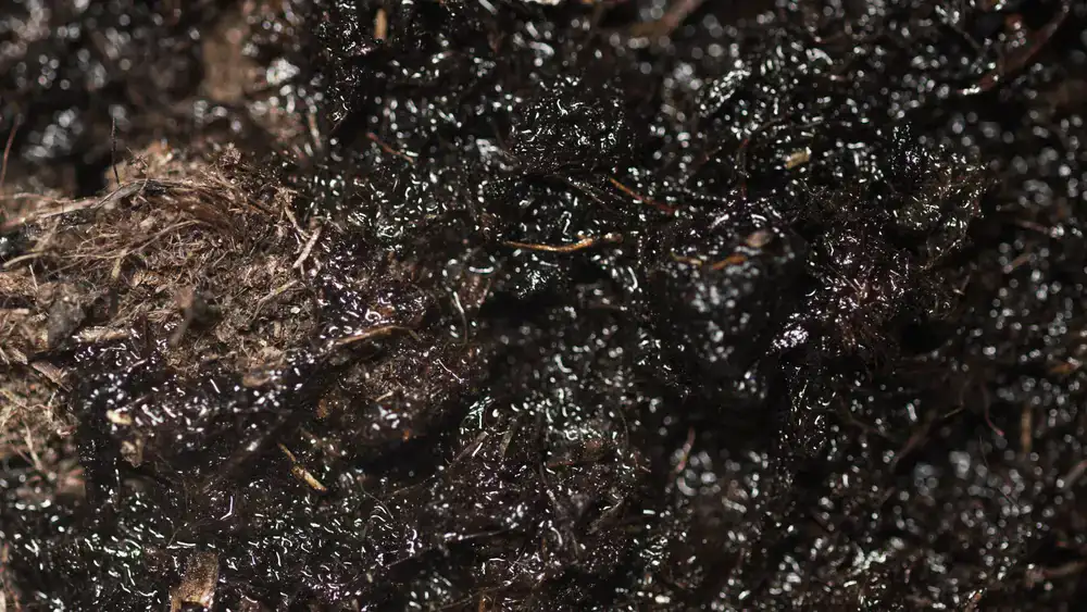 Close up of pure white mycelium network colonizing substrate in a controlled indoor farm environment