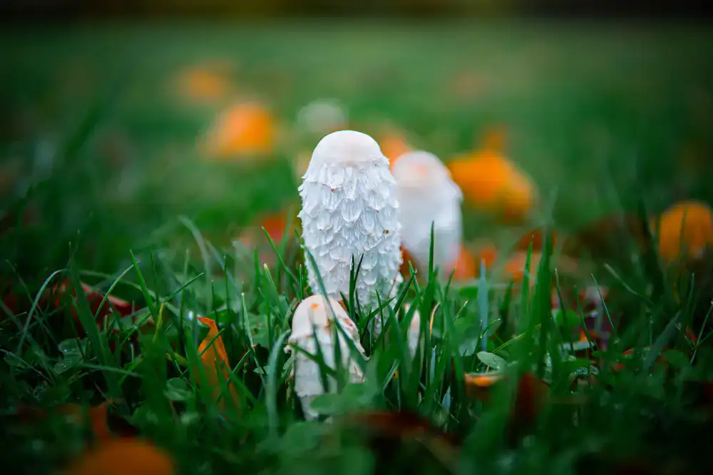 Fluffy white Lion's Mane mushroom