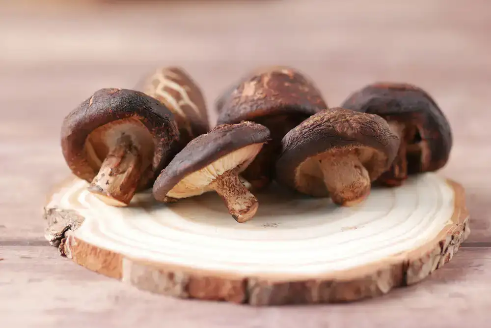Brown capped Shiitake mushrooms on logs