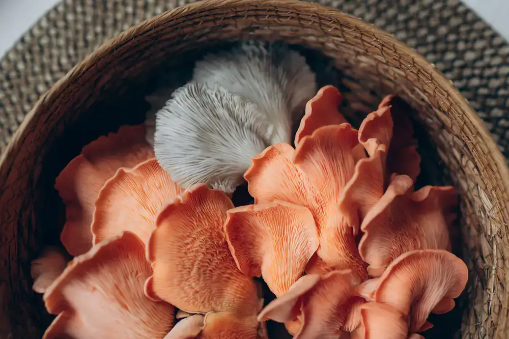 Close up of fresh Lion's Mane mushroom block
